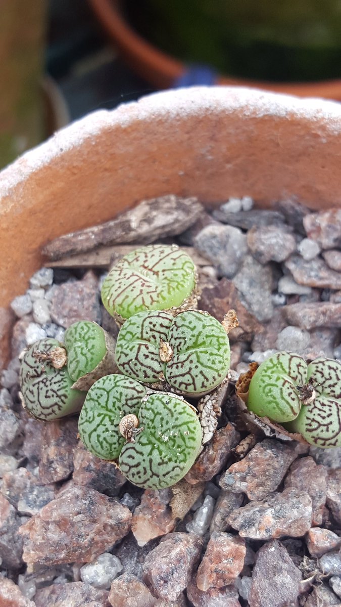 decoynursery's tweet photo. And another #succulent https://t.co/ActjOKKKIt