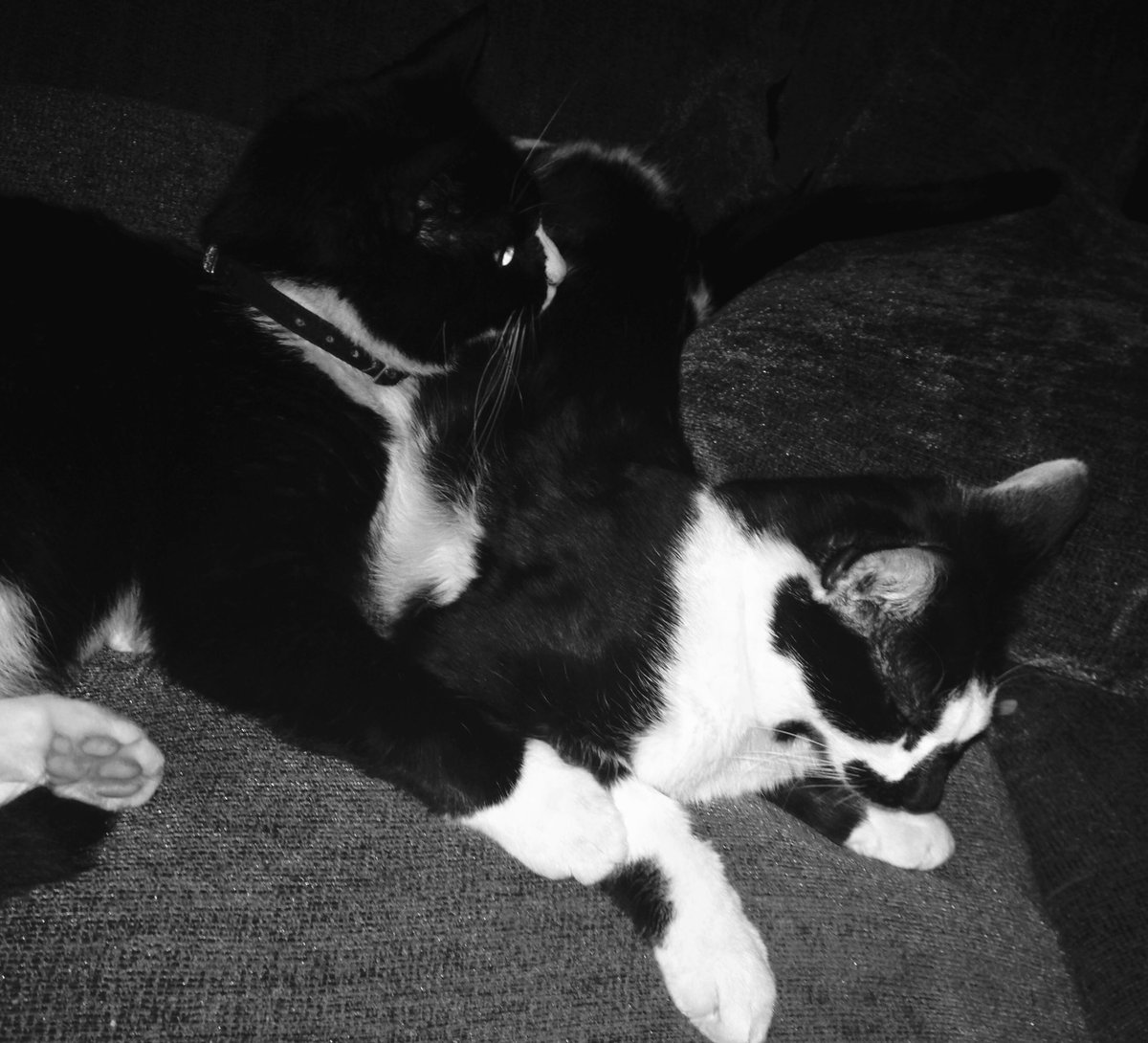 FindPeterPonce's tweet photo. #ThePonceOfTwitter and #PerryPonce #CatsOfTwitter https://t.co/auyRBBGWDi
