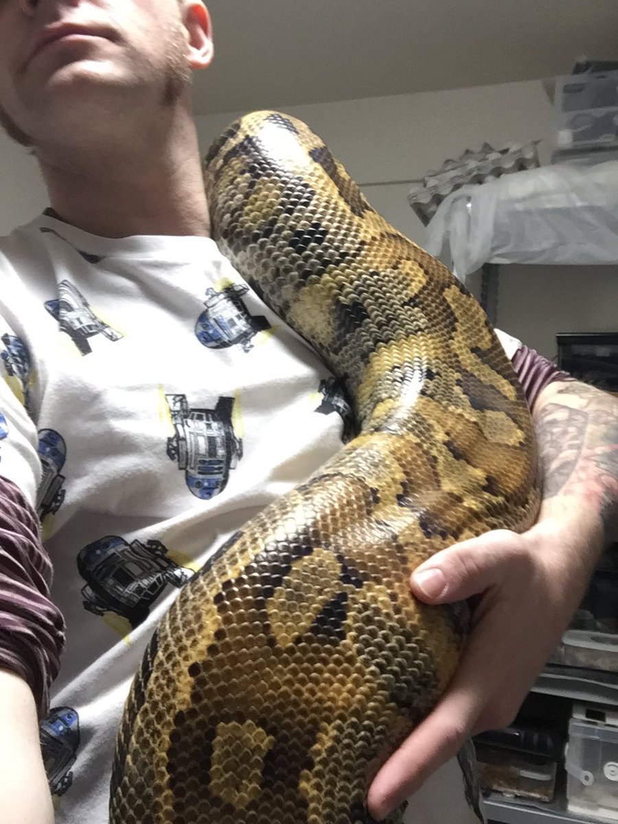 pierce_panic's tweet photo. ブラットワスト脱皮した。この子が役15キロで8歳と10歳の間。飼ってる内にだいぶ落ち着いたが、この後首に残ってる脱皮取るのは全然楽しくない…
#snake #蛇 #パイソン #python #bloodpython #shorttailpython https://t.co/EWKR71gJdM