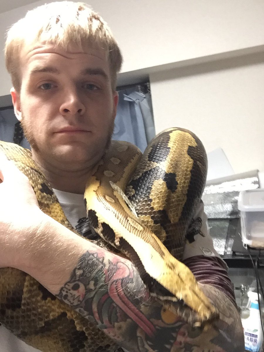 pierce_panic's tweet photo. ブラットワスト脱皮した。この子が役15キロで8歳と10歳の間。飼ってる内にだいぶ落ち着いたが、この後首に残ってる脱皮取るのは全然楽しくない…
#snake #蛇 #パイソン #python #bloodpython #shorttailpython https://t.co/EWKR71gJdM