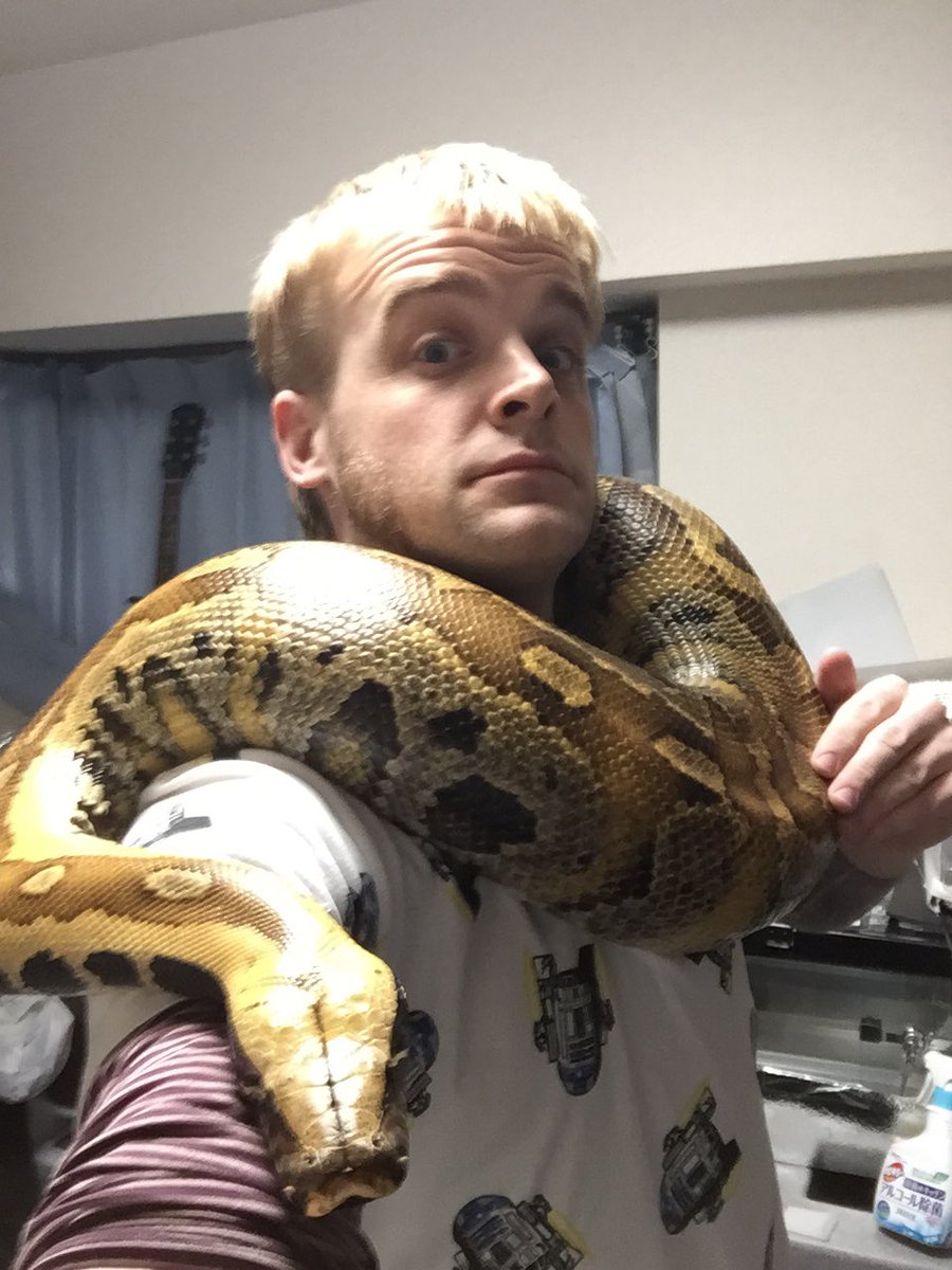 pierce_panic's tweet photo. ブラットワスト脱皮した。この子が役15キロで8歳と10歳の間。飼ってる内にだいぶ落ち着いたが、この後首に残ってる脱皮取るのは全然楽しくない…
#snake #蛇 #パイソン #python #bloodpython #shorttailpython https://t.co/EWKR71gJdM