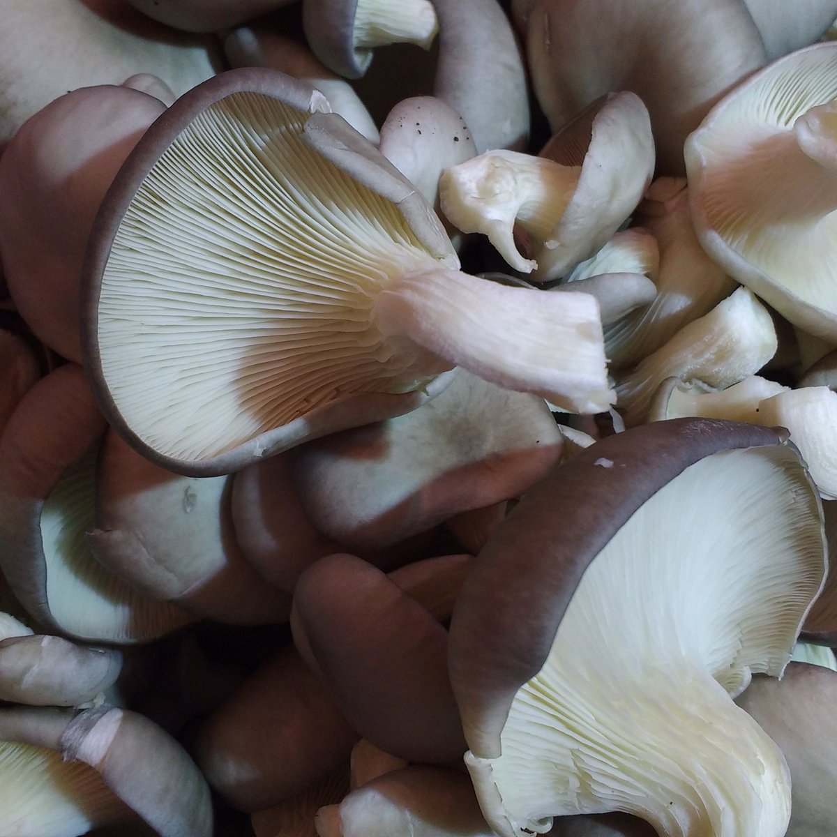 RealFoodExeter's tweet image. Come get some urban grown oyster mushrooms from @GroCycle ...They're looking super tasty!