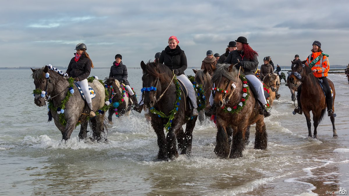Thijsjournalist's tweet photo. Machtig gezicht: zaterdag start in #Renesse het #strao met paarden op het strand.
@PlusMagazine @PromotieZeeland
https://t.co/FQIIJShpDN https://t.co/5l0LOzno0T