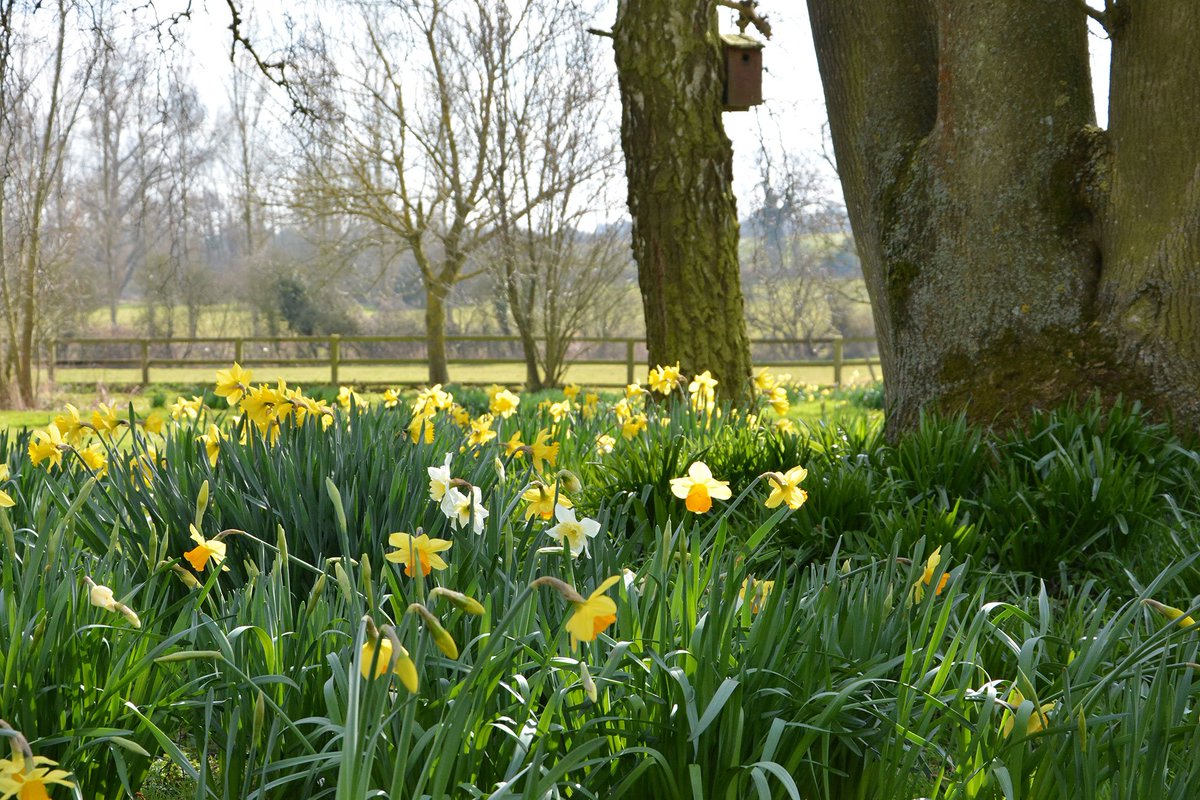BestofSuffolk's tweet photo. This beautiful weather is getting us ready for #Spring in #Suffolk, with lambs springing and daffodils blossoming! https://t.co/mGqTPmuiaw https://t.co/bnWhnlQQLQ