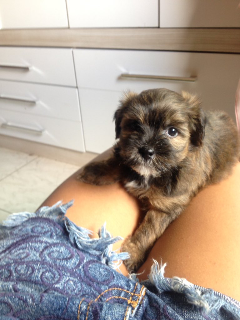 CacauRaya's tweet photo. Meu amor #thor https://t.co/5iE9rVaj2N