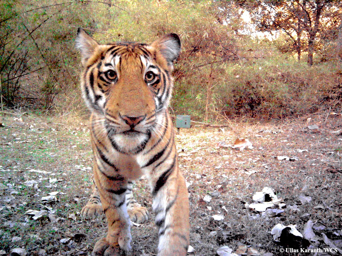 WCSNewsroom's tweet photo. BREAKING SCIENCE NEWS: India's big cats and wild dogs get along really well https://t.co/FJgB9a5sdg @WCSIndia https://t.co/jHYQFFGofE