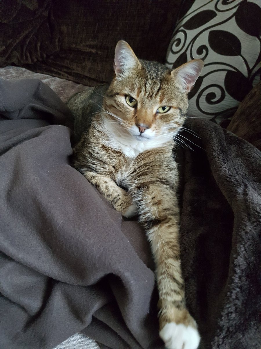 Courtneywild11's tweet photo. Why does my cat take prettier photos than me!? 😻 #mycatisprettier #selfieking #mycatrules https://t.co/NcFqb7mr0f