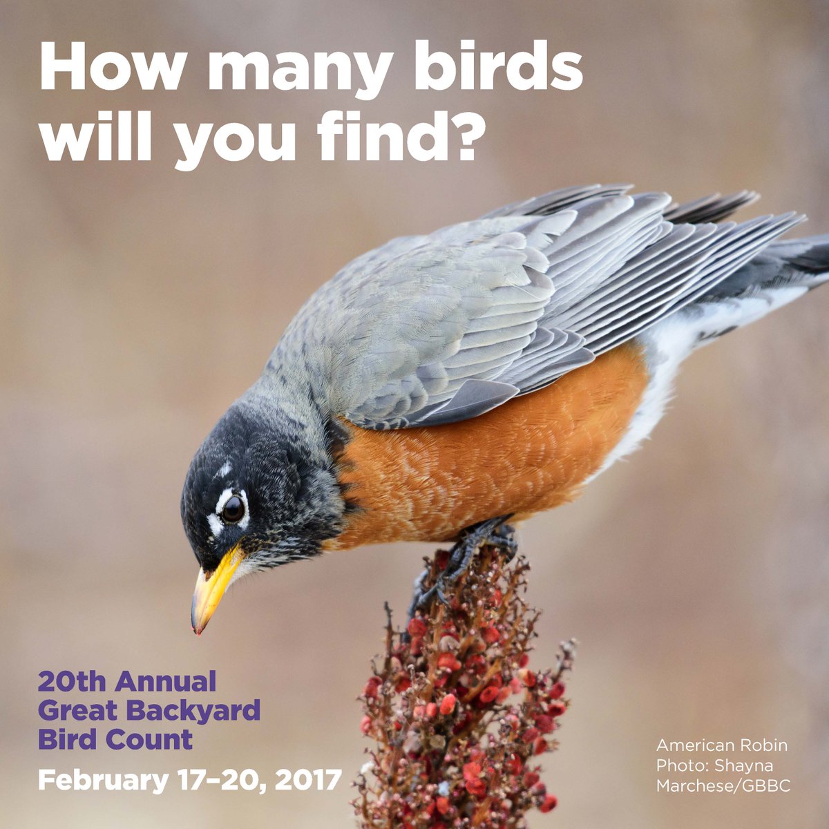 ICYMI: The Great Backyard Bird Count from <a href="/CornellBirds/">Cornell Lab</a> &amp; <a href="/audubonsociety/">Audubon Society</a> is on this weekend! Learn more here: gbbc.birdcount.org/about/ #GBBC