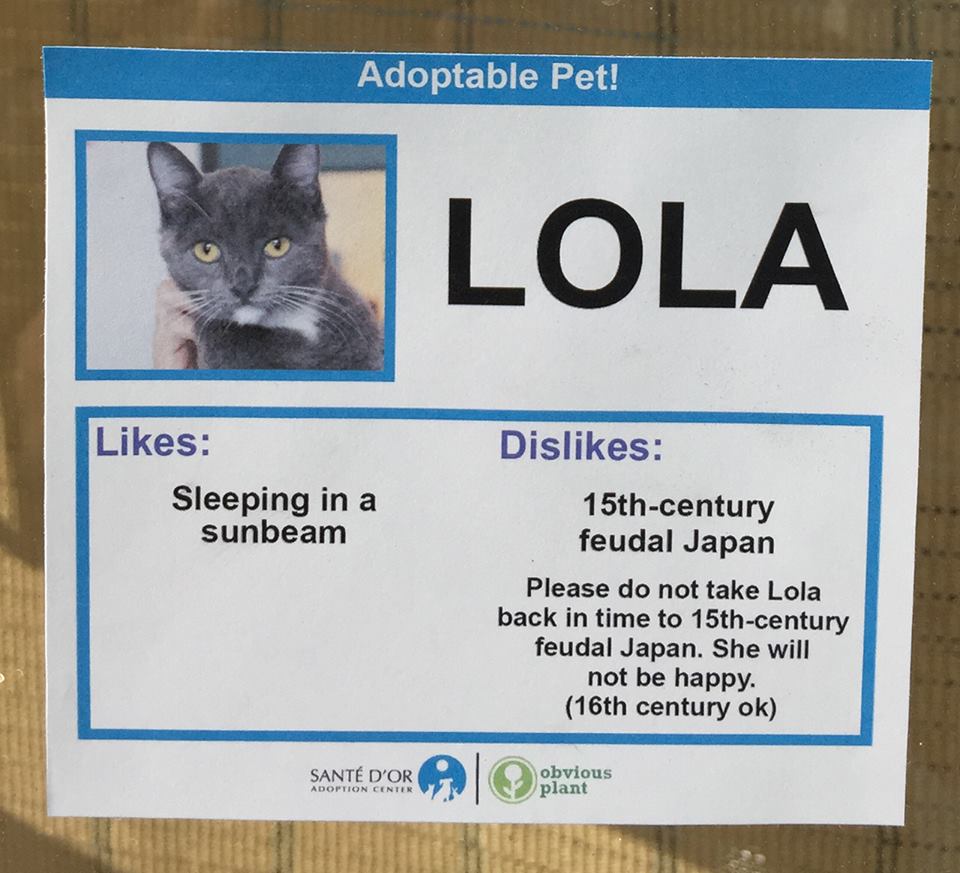 obviousplant_'s tweet photo. I gave adoptable cats some interesting likes and dislikes. See more on FB: https://t.co/1P2lnaJ5gV https://t.co/lHGSVgyOtr
