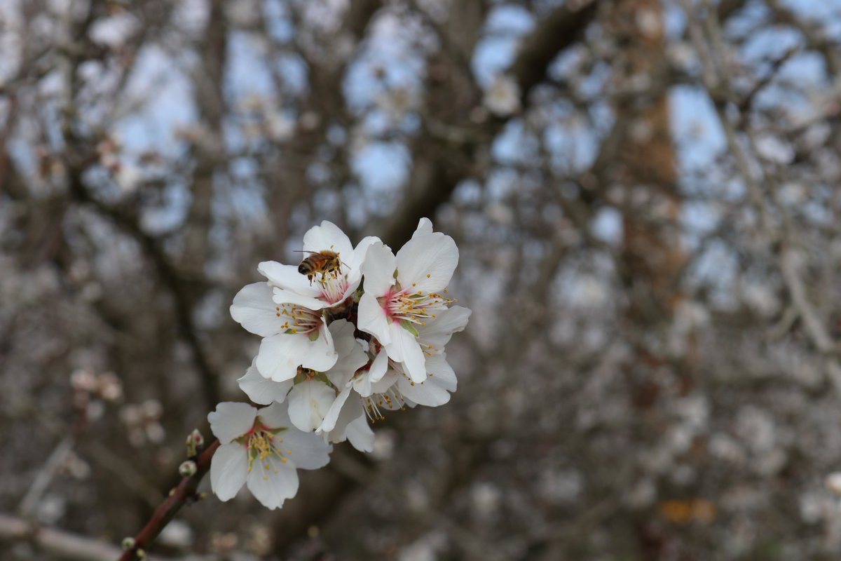 Happy National Almond Day #nationalalmondday