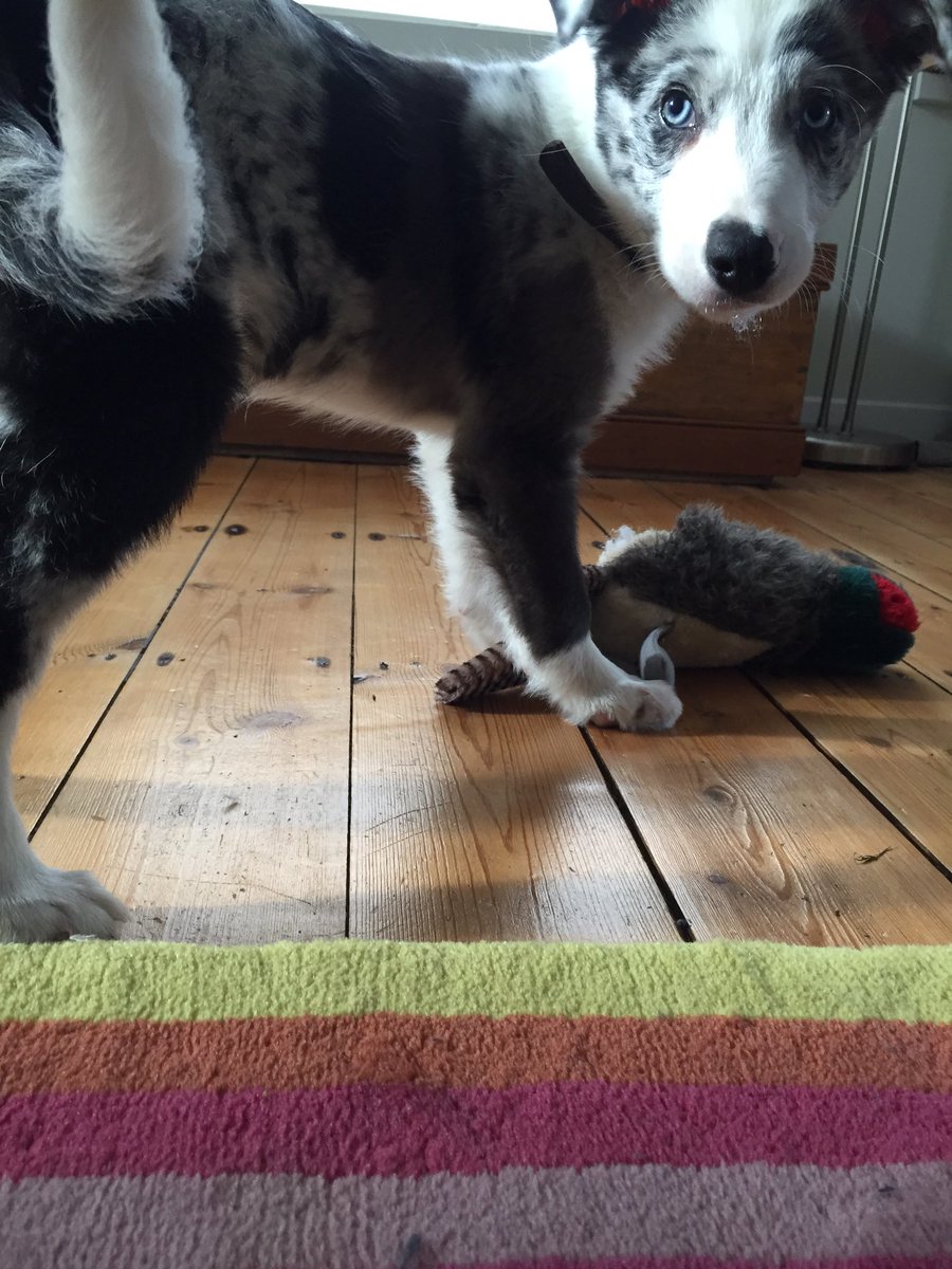 shepherdesskit's tweet photo. Still shooting season in our house according to the pup!! #pheasantdidntmakeit #stuffingeverywhere #bordercollie #ffs https://t.co/pXmB2vyJkT