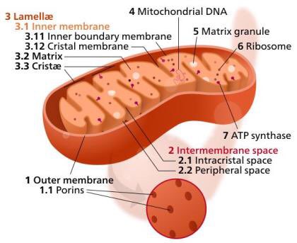 WRibosomes's tweet photo. Previously @WHSMitochondria came crazy when he has his own Ribosomes! #TheSlander #CantEvenRecognizeHisOwnOrganelle #Cell2k17 😱😴😱😴 https://t.co/lBL2Rs2NXp