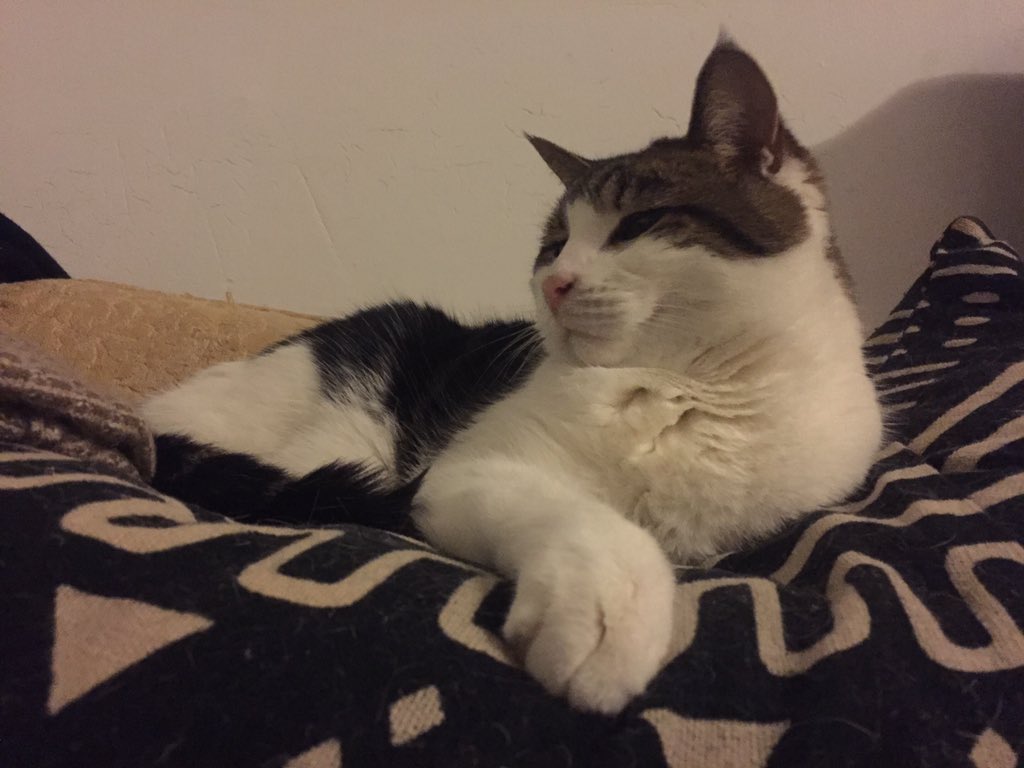 MySlowMoCat's tweet photo. Emily creates a perfect #yawn tableau. B/c she is a #gift. #cats #catsoftwitter #fluffyfursday #cute #cutecat #catnap #sweet #babygirl https://t.co/bS7LtUKwZa