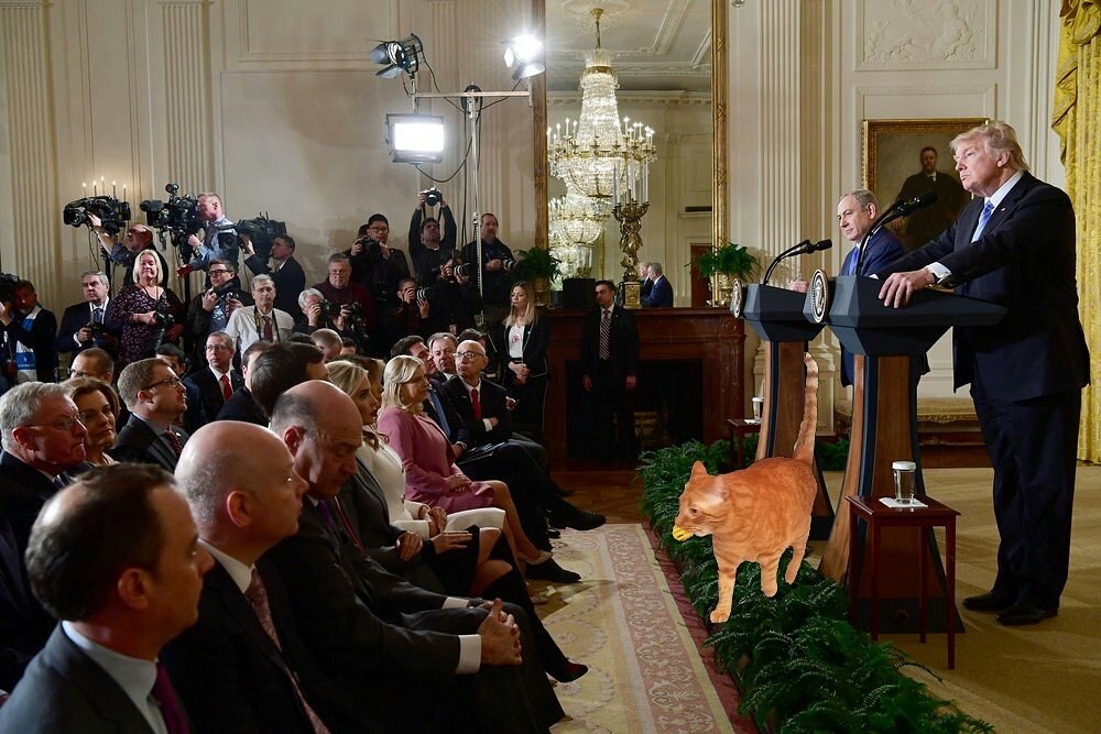 CadburyTrump's tweet photo. Press pool refuses to play jingle ball fetch during #Trump's meeting w/ Netanyahu. https://t.co/PUwVrsgmA1 #TheResistance #MAGA #trump #cats https://t.co/8xSbfYW1hM