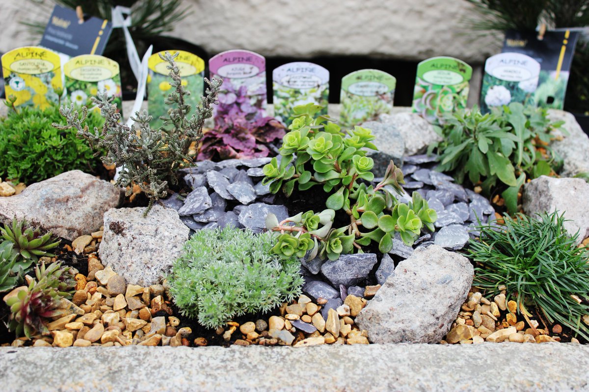 Our wonderful new collection of English grown Alpines. Create a miniature alpine landscape using troughs; grow in a sunny open position.