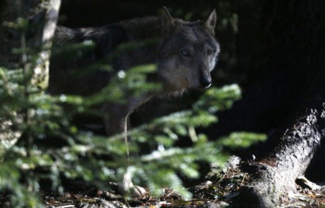 Côte d'Azur: Un loup aperçu aux portes de Cannes? - bit.ly/2lWJy2W - #gazetteazur