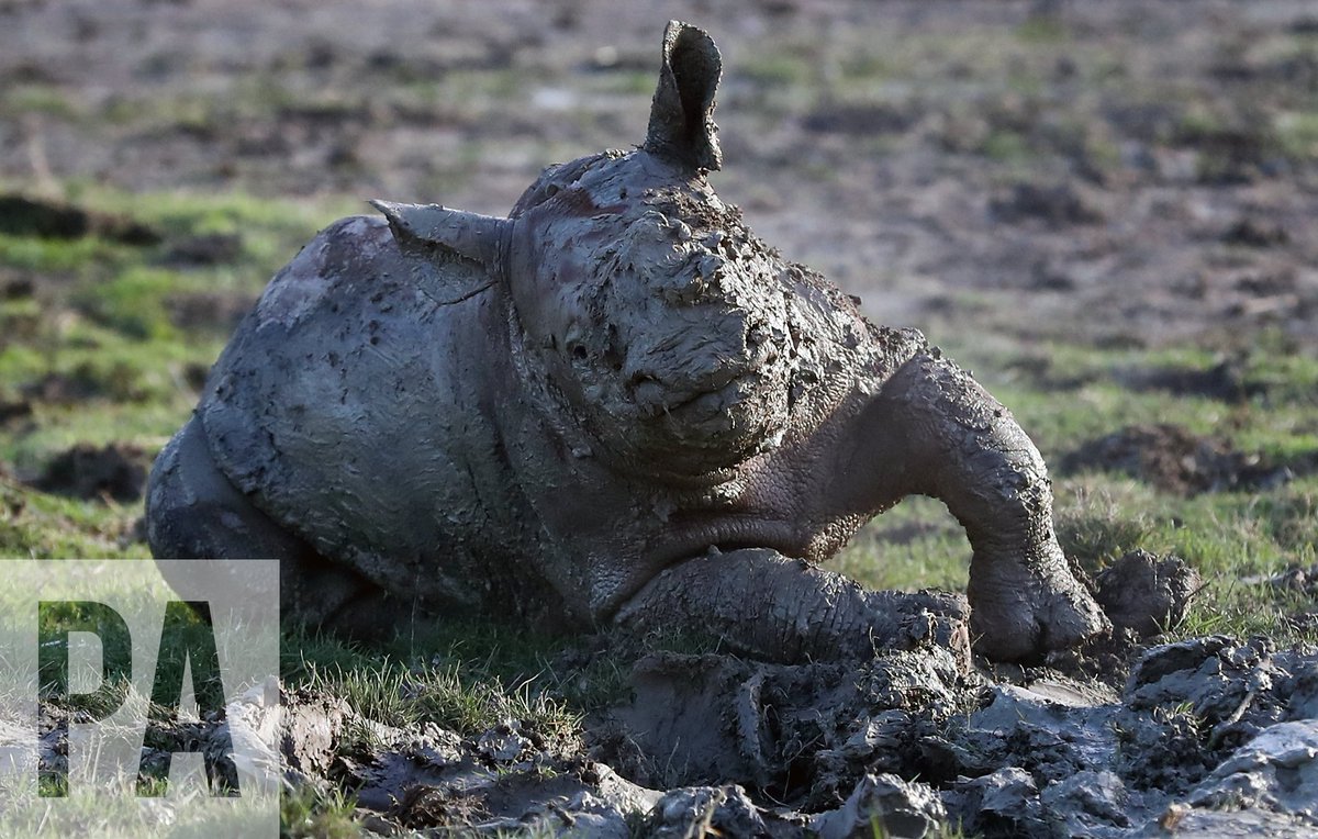 Mud mud glorious mud, Rukuru, a baby rhino  takes a mud bath <a href="/portlympnepark/">Port Lympne Hotel & Reserve</a> with her mother Nyasa. Pics by <a href="/GarethJFuller/">Gareth Fuller</a> <a href="/PA/">PA Media</a>