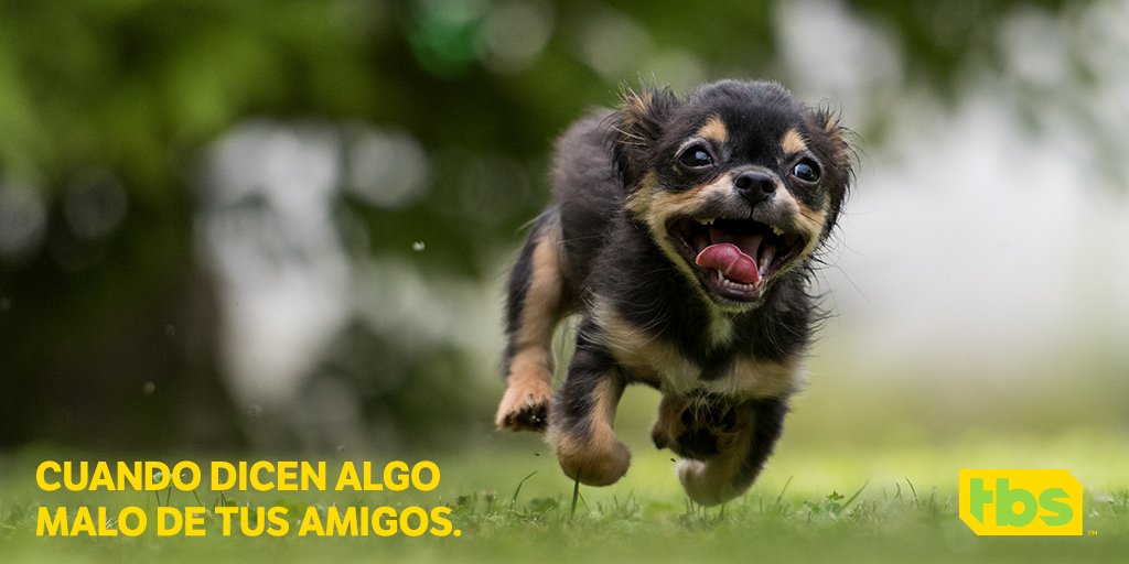 CanalTBS's tweet photo. ¿A quién defenderías con uñas y dientes? Menciónalo en las respuestas. #HumorTBS https://t.co/MMXmVopizY