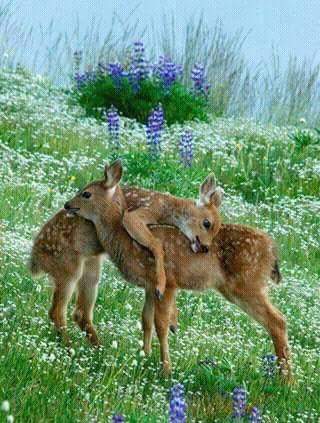 noor (@noornader989) on Twitter photo 