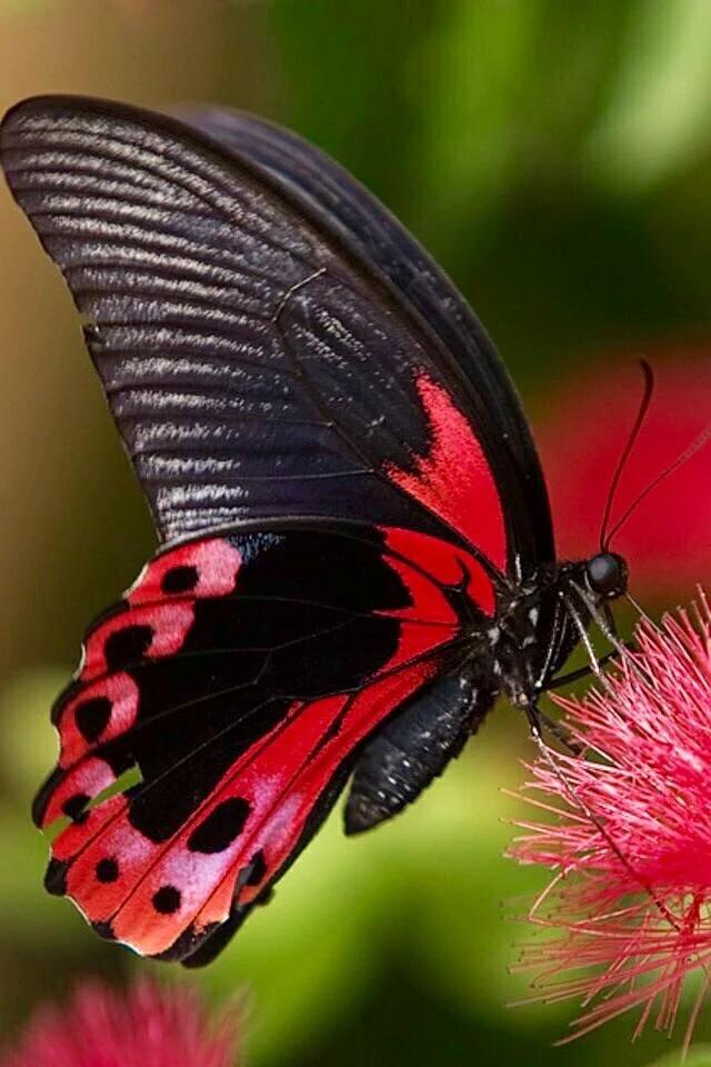 captain_mehyar's tweet photo. @AvinaMary @ttrione3 @eahlovesu13 @hilbillys @FrswAp @virlivia21 @Lizbethfeelings @bombal_celine @vesnazivkovic68 @VeroliveSimeon https://t.co/00gT6hDpcE