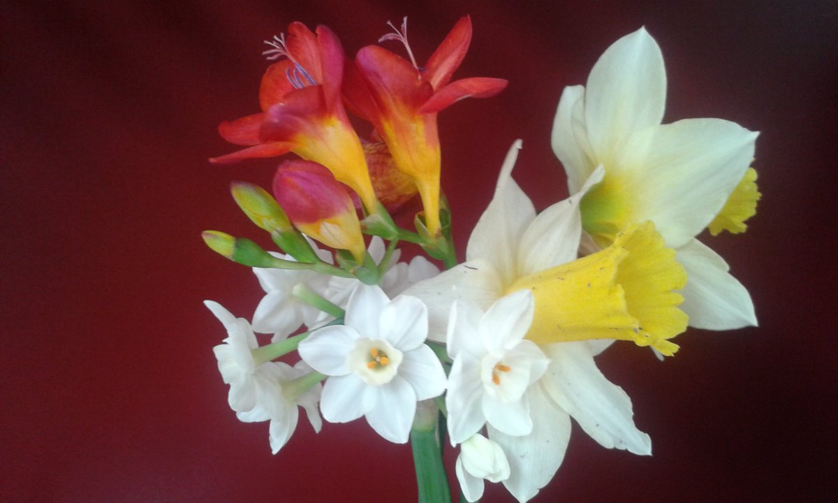 Dyerflowers's tweet photo. Spring flowers by #commonscentsflowers in beautiful Devon. Buy #Britishflowers. https://t.co/v0p6j4KvjE