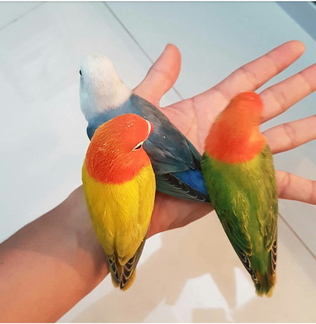 hendrix_rix's tweet photo. Hmmmmm.... #amazingbird #awesome #lovebirds https://t.co/bbH1UUWAX7