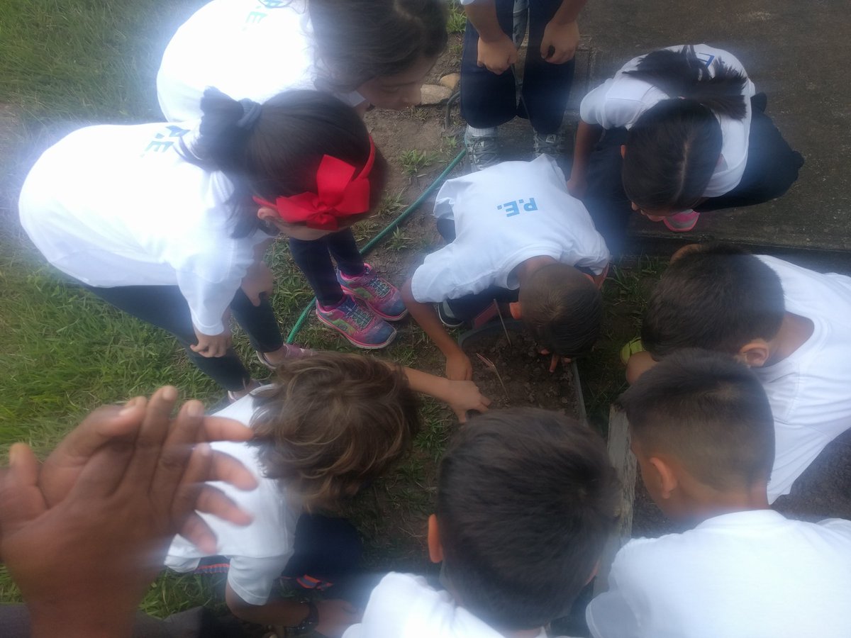 pjgordon10's tweet photo. #ISM2017 Our 2nd graders learn about plants, fibrous &amp; tap roots and how seeds germinate with teacher Nicola Mullings. https://t.co/FtgLcvruKg