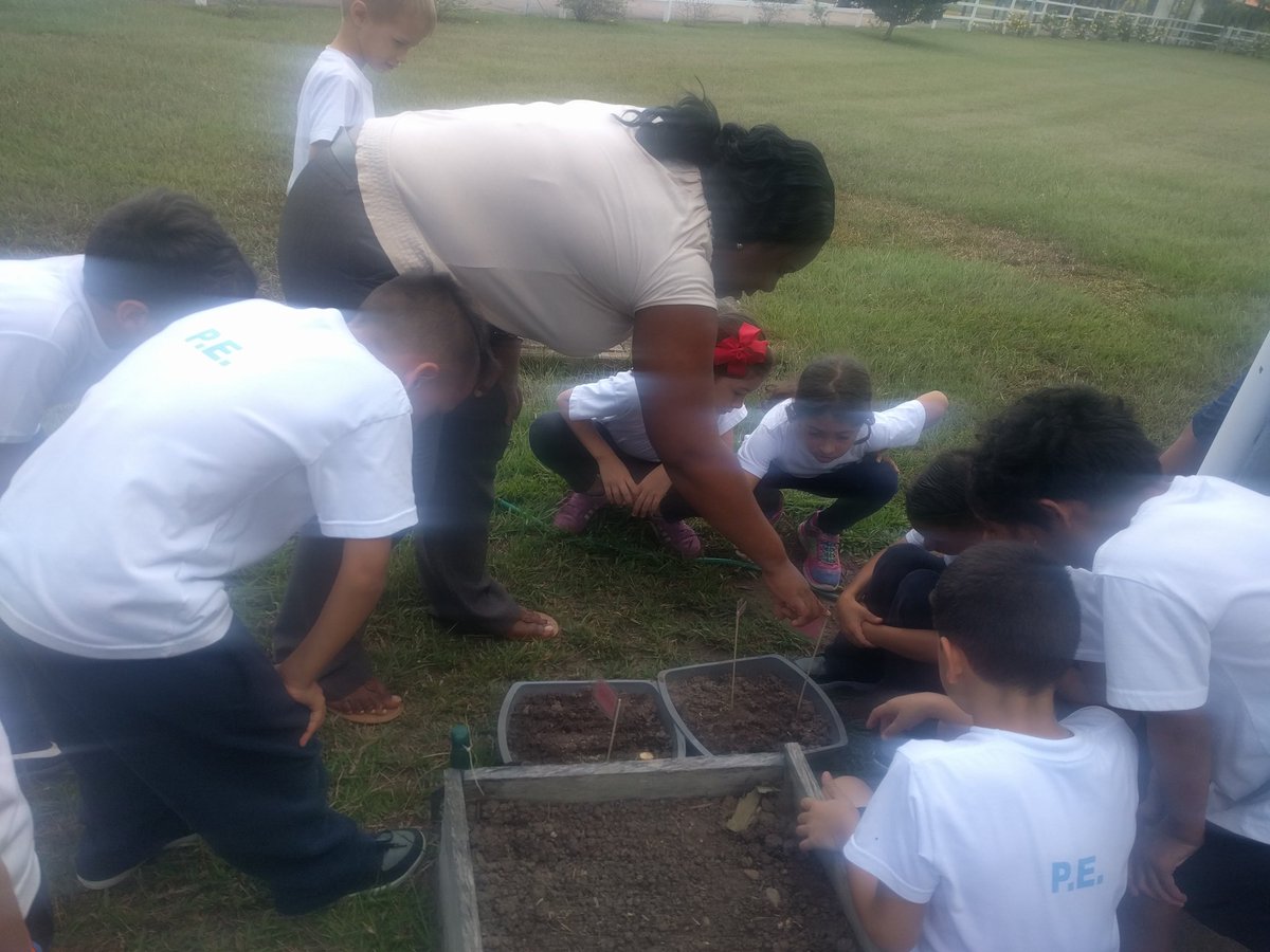 pjgordon10's tweet photo. #ISM2017 Our 2nd graders learn about plants, fibrous &amp; tap roots and how seeds germinate with teacher Nicola Mullings. https://t.co/FtgLcvruKg