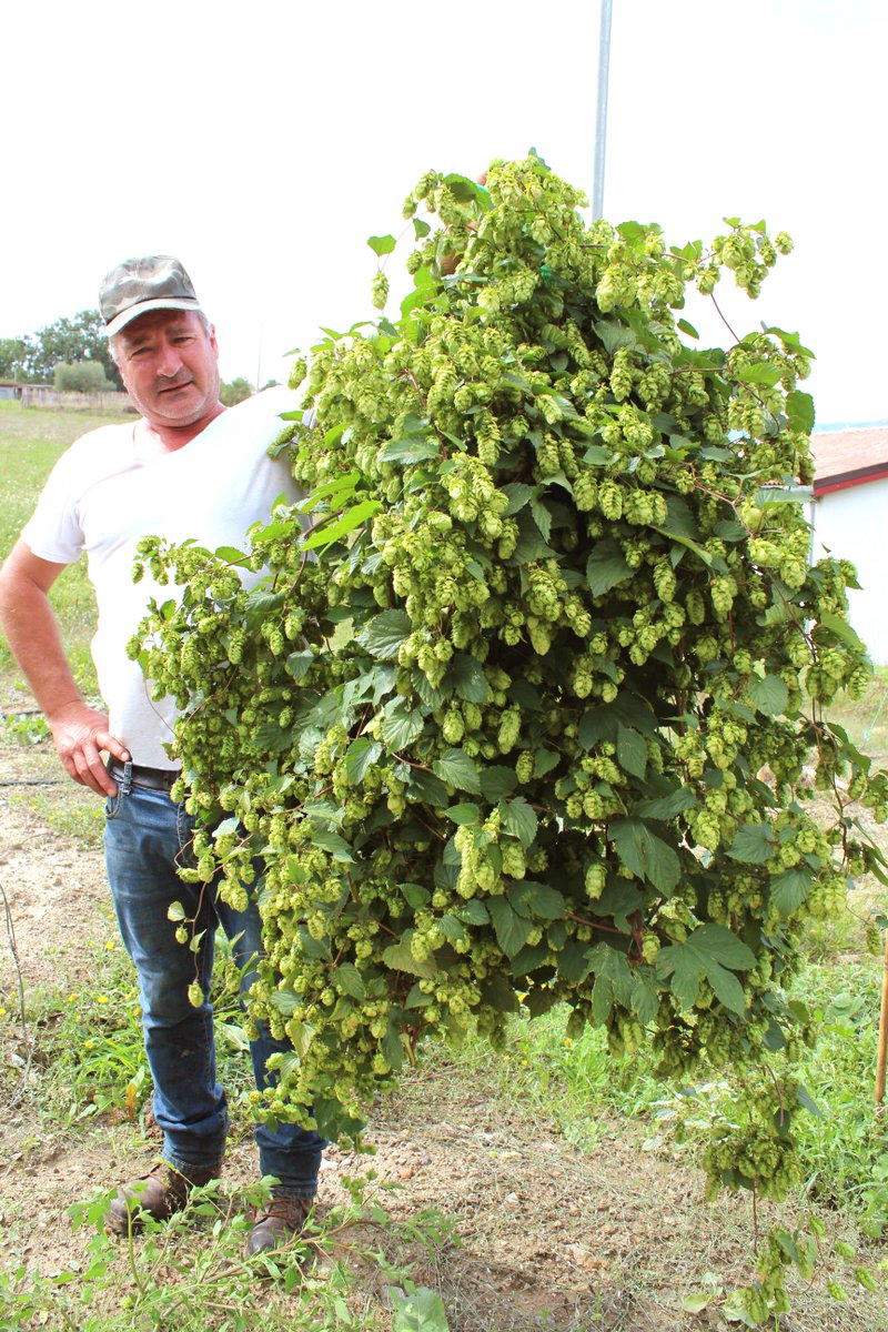 🍺 50% funded 🍺 #homebrew #hopfarm #harvestale #craftbeer #rewards #Kickstarter #ipa #BeerAttraction #beer kickstarter.com/projects/76540…