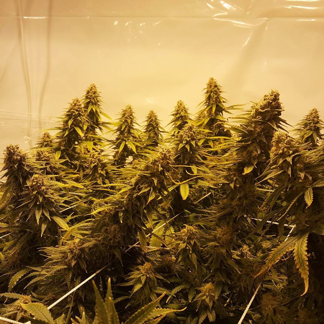 GreenParrotSeed's tweet photo. A #bigbud #forest of #beautiful #kosherkush by DNA Genetics! Look at those #buds, covered in #delicious #resin ! #Growyourown #fromseed ! https://t.co/F5rVp80LTo