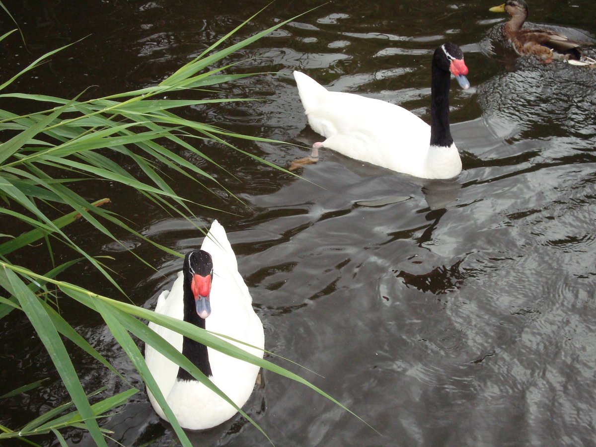 Irish History Bitesize! tweet media