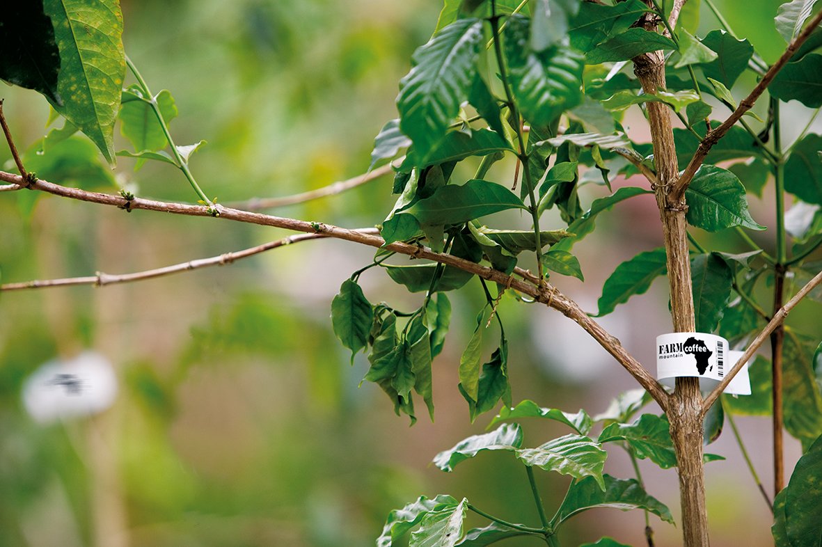 FarmMountainDK's tweet photo. https://t.co/P5Fov7AK16 learn more about how coffee is grown  #farmountain #directtrade #qualitycoffee #afrika #uganda  #coffee #coffeebreak https://t.co/0DWlhzxRs4