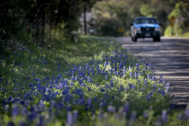 statesman's tweet photo. Bluebonnets already? Texans note early arrival of state flower https://t.co/zPoAri0QSd https://t.co/IEdb9eAWgv