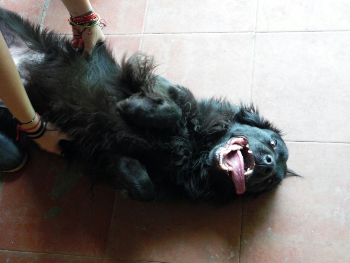 FunHogarAlicia's tweet photo. Verlos feliz, nos hace MUY feliz😁😁😁#ADOPTANOCOMPRES https://t.co/l8noORcEij