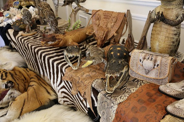 DefraGovUK's tweet photo. We are doing more than ever to protect wildlife and tackle the illegal wildlife trade #WorldWildlifeDay https://t.co/ijRBT37NmA