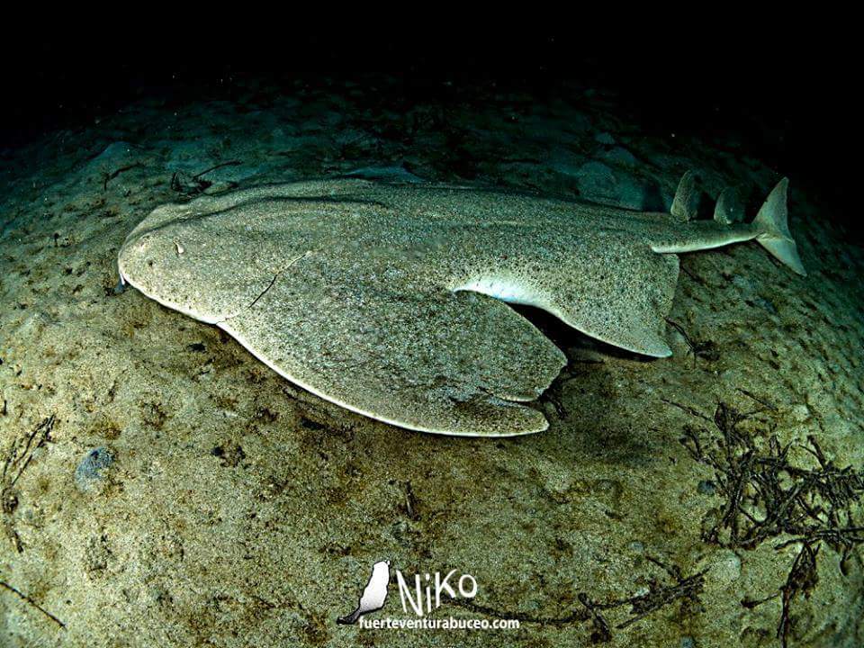 Niko desde Fuerteventura nos envia este estupendo angelote!!! Te gusta? 😉