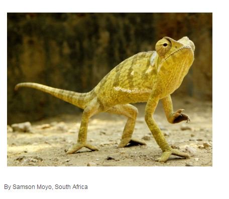 environmentza's tweet photo. Congratulations to SAs Samson Moyo's who's photo is one of the finalists of @UN #WorldWildlifeDay photo competition https://t.co/zGPBoNLP3c https://t.co/l14YoVvpU0