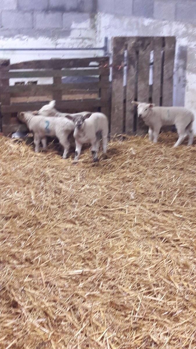 Matthew Strefford tweet media