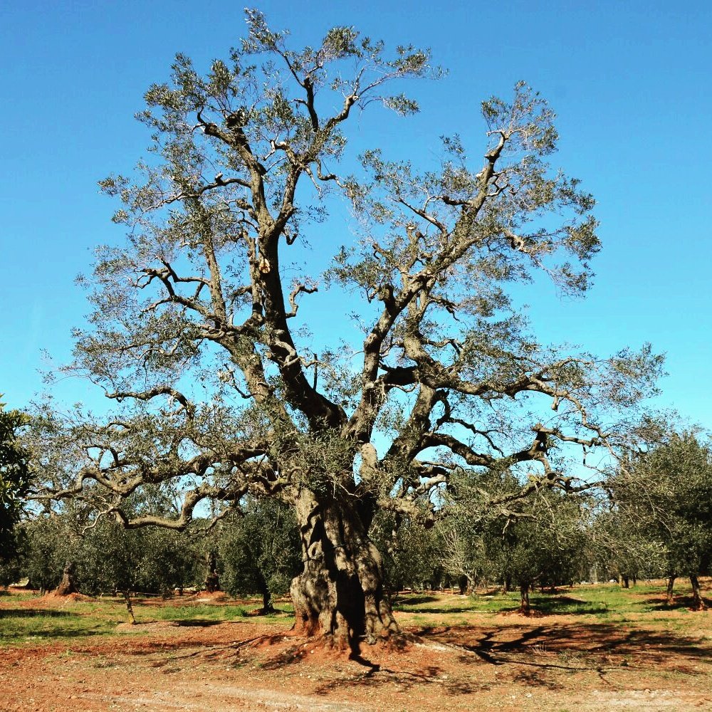 AzPietrasanta's tweet image. Che gran paternità quella degli alberi, che sanno dare a ciascuno dei loro rami un cammino verso la luce..