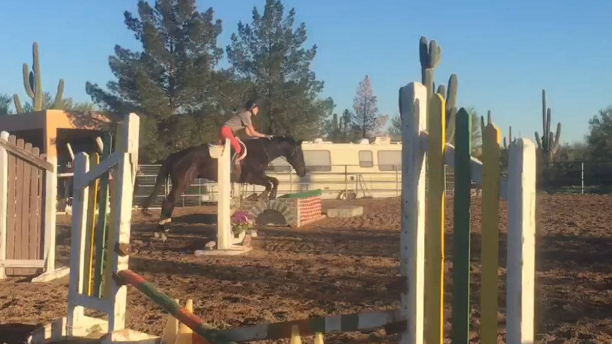 lckequestrian's tweet photo. Little baby is finally starting to look like a hunter #cantteachkneeslikethat #jumperproblems https://t.co/zvweVkZeth