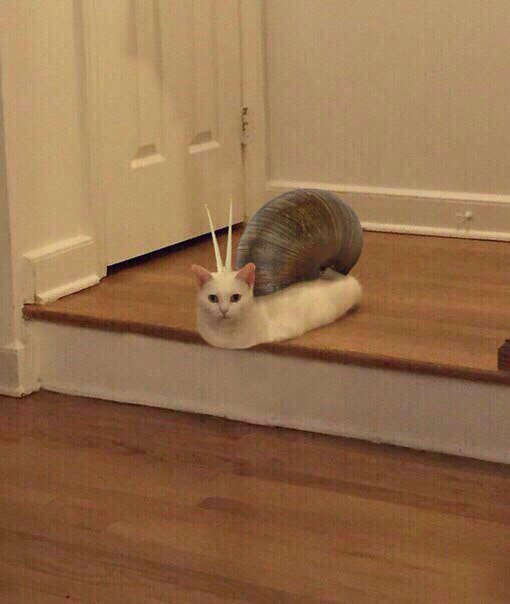 Мем кот качок