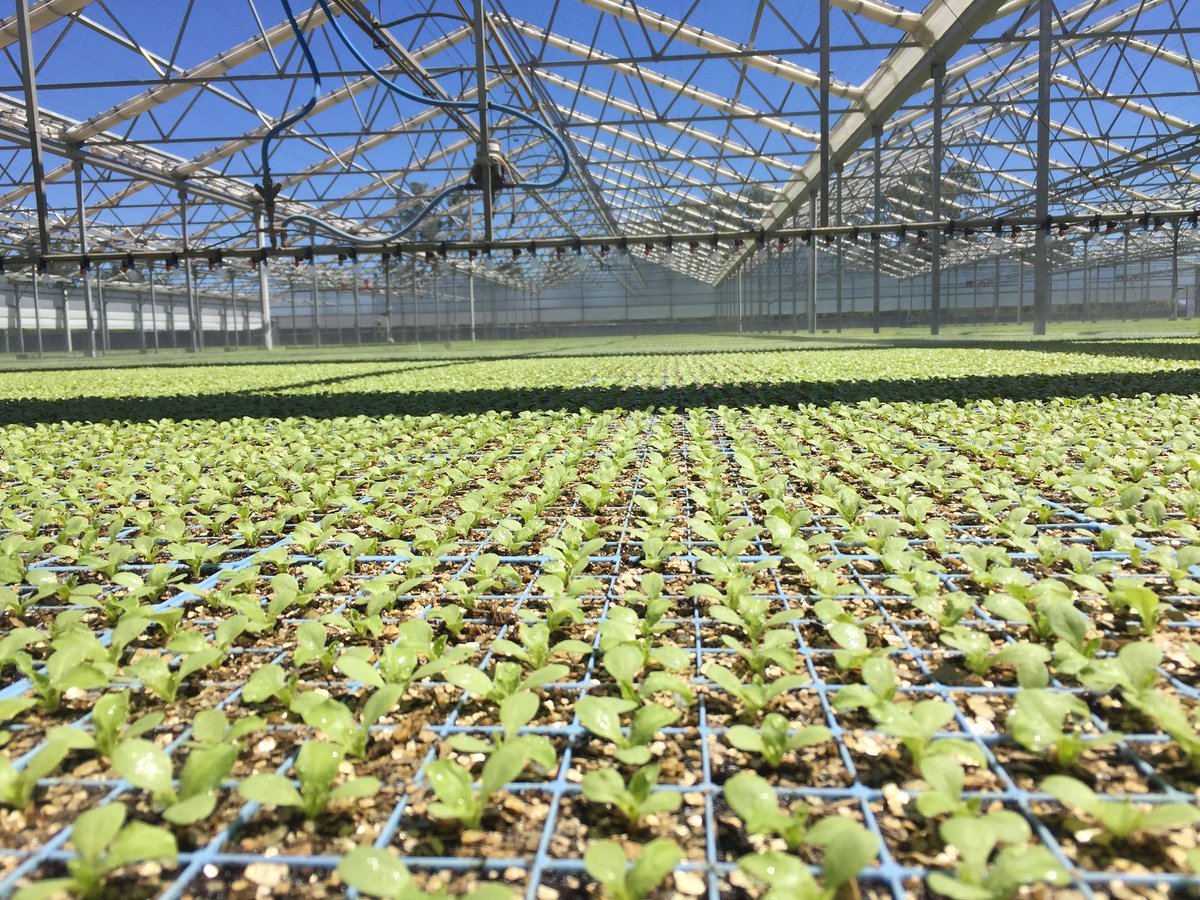 abclandline's tweet image. Farmers are spending big 💰 to shield their vulnerable crops from volatile and destructive weather. Watch @abclandline today at noon @ABCTV