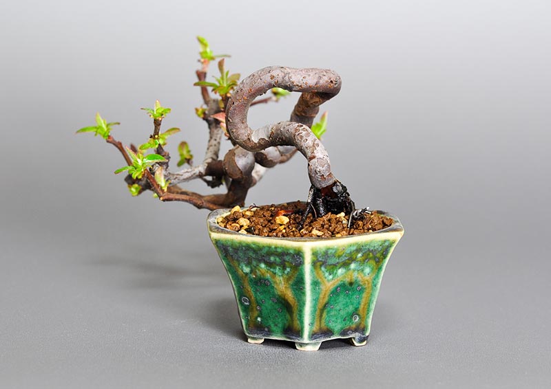 E 盆栽と正子鉢 カリン Y1 花梨盆栽 Chaenomeles Sinensis Bonsai 半懸崖樹形の実生カリンのミニ 盆栽です 植え替えて半月程経ちます T Co Sqyofpo3ql E 盆栽と正子鉢 カリン Y1 花梨盆栽 Chaenomeles Sinensis Bonsai 半懸崖樹形の実生カリンのミニ 盆栽です 植え替えて半月程経ちます T Co Sqyofpo3ql