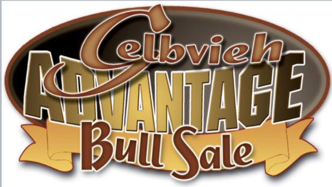 jacecattle's tweet photo. Innisfail March 10 1:00pm 2017. Awesome set of gelbvieh and balancer bulls for sale. #beef #cattle #gelbviehxangus https://t.co/sUsfttyXUj