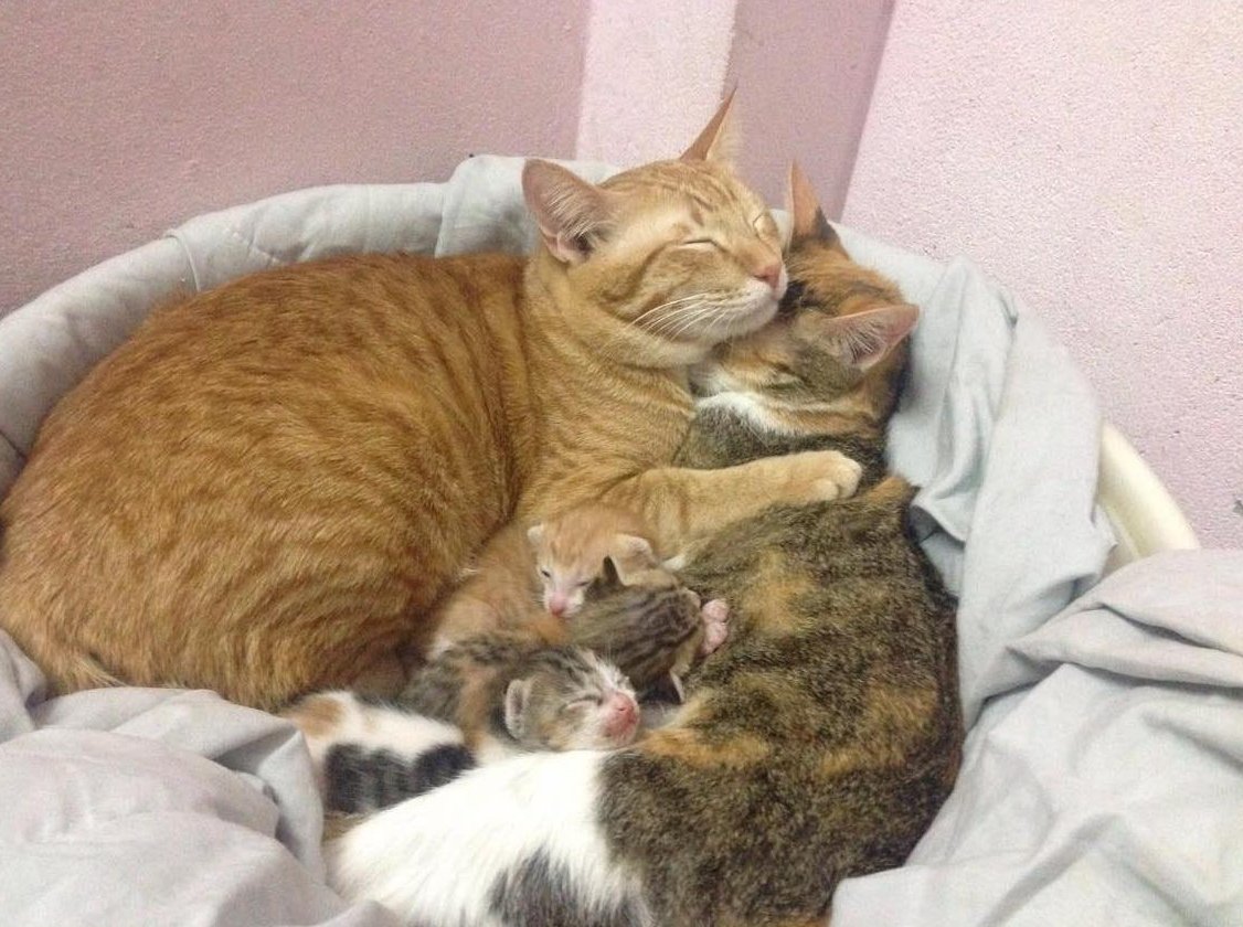 Father cat supports mom labor snuggles PHOTOS adorable | Local 12/WKRC-TV | Scoopnest