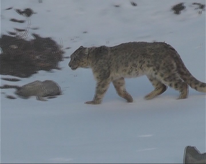 TheNatureNews's tweet photo. GB Wildlife department to bring male snow leopard from KP https://t.co/bAYJXunyh7 
#worldwildlifeday #FridayFeeling #Gilgit #GB #Snowleopard https://t.co/KnD5W25Uua