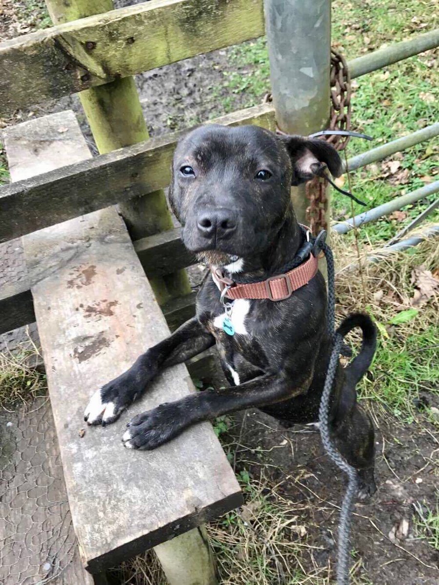 CorynRDR's tweet photo. Fabulous Fred needs a home for him and his ball! https://t.co/EKWBP1ep20 https://t.co/GmKB5hQJep
