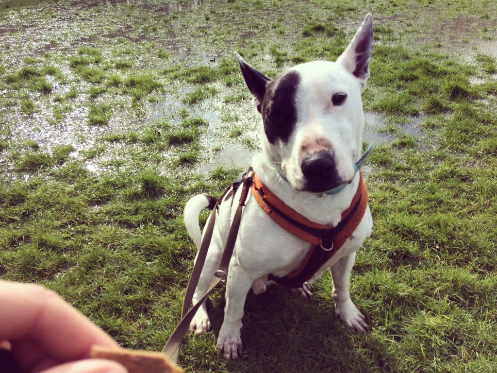 'Just gimme the treat lady and nobody needs to get hurt....or pulled through this muddy puddle😝🐾 liverpooldogrescue.co.uk