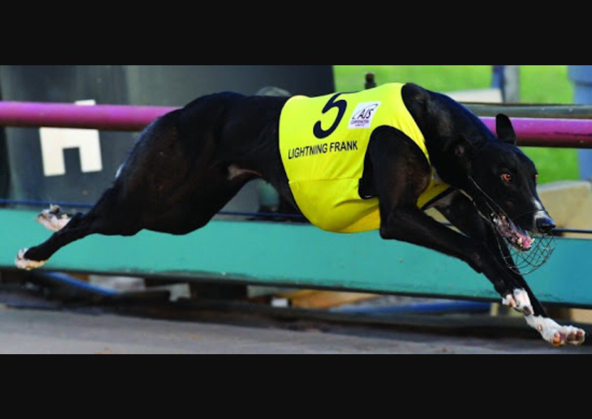 DjlAir's tweet photo. Looking forward to lightning frank do his thing tomorow in the Australian cup #thepeoplesdog #GRV #teamfrank #2statechamps 😂@chattleonard https://t.co/RMiK71hT23