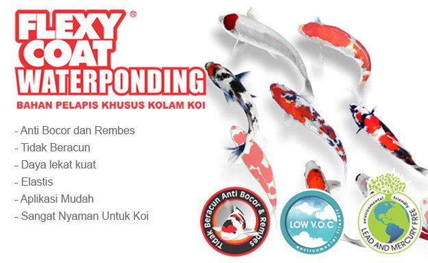 Hobiis, lapisan cat kolam FLEXYCOAT WATERPONDING aman buat ikan koi kok. Tidak meninggalkan racun. Dapatkan di:
tokopedia.com/rh-paint-shop/…